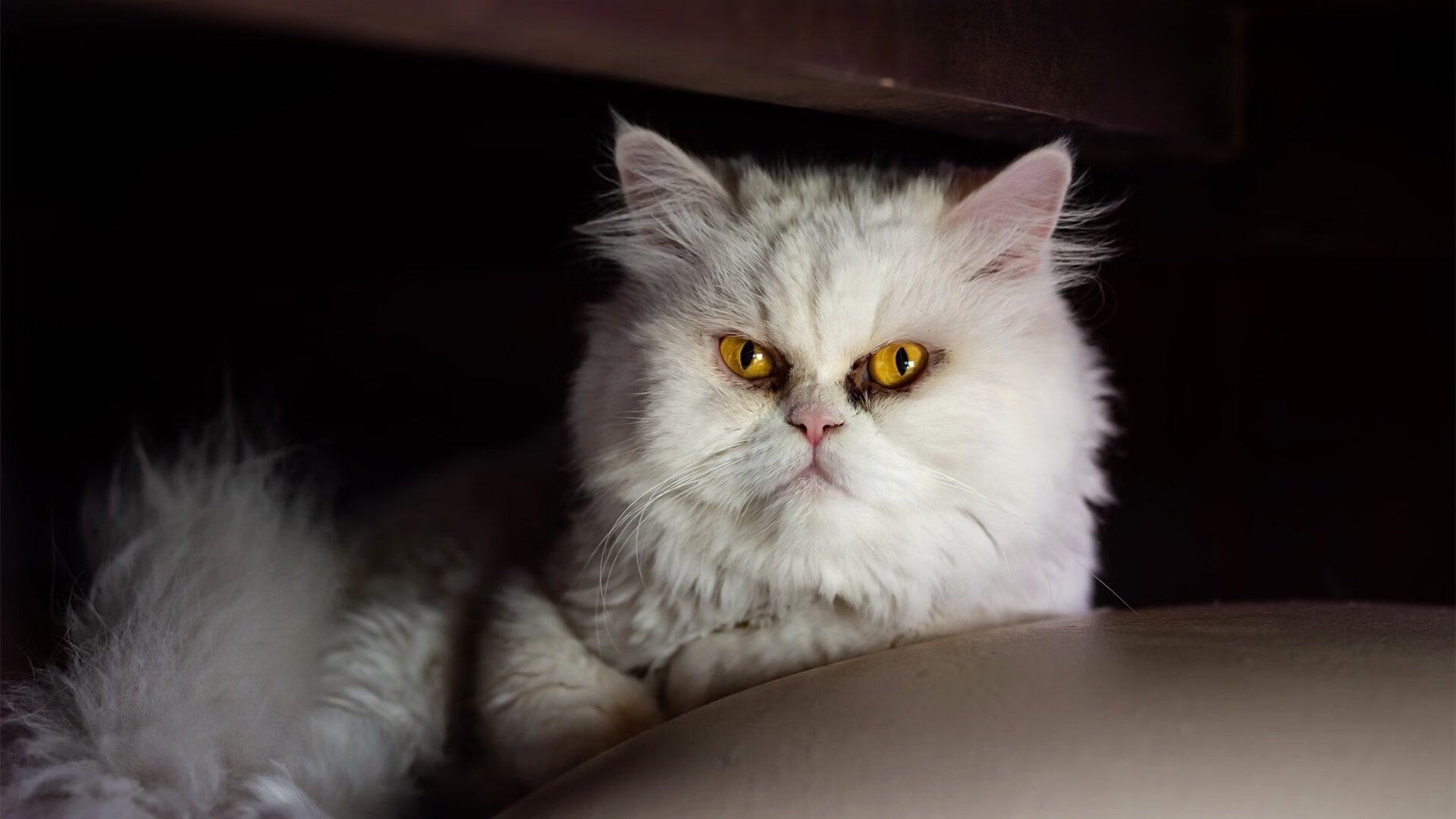 冰与火的对决，灰熊团队火力打穿活塞，哈利伯顿逆境展现巨星价值