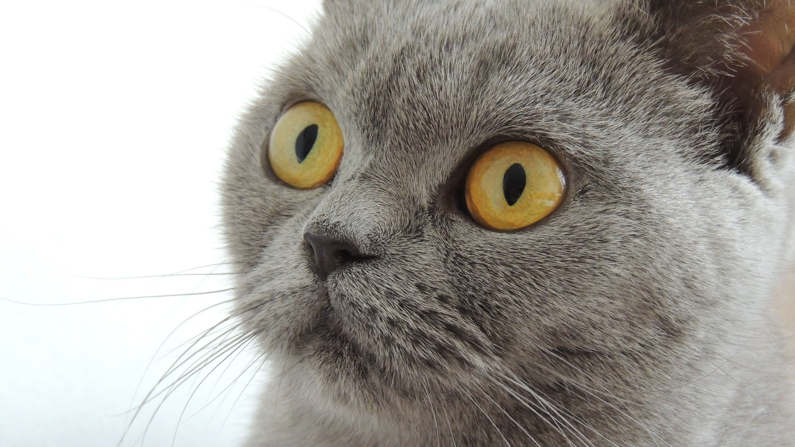 旧王与新神,当浙江加时决胜广东,莫兰特在F1赛道踩下油门