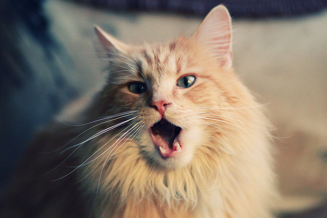 开云体育入口-速度之巅，牙买加闪电制霸南非赛场，弗拉霍维奇绝杀封神