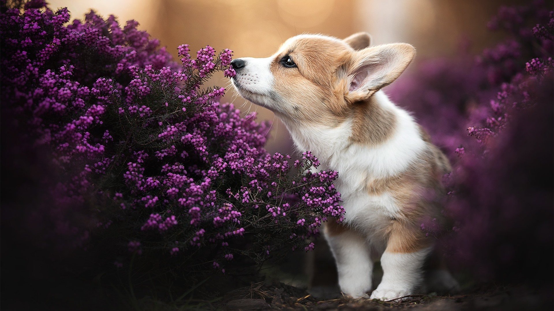 开云体育在线-足球世界的双重变奏，当法国军团火力全开，萨内在国家德比奏响独奏