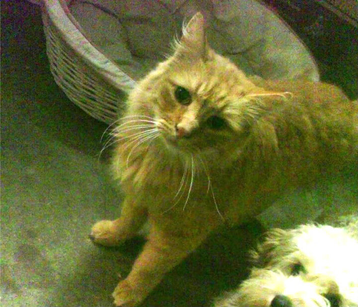 开云体育登录-跨界时速，山西队的地面超车与哈利伯顿的数据弯道