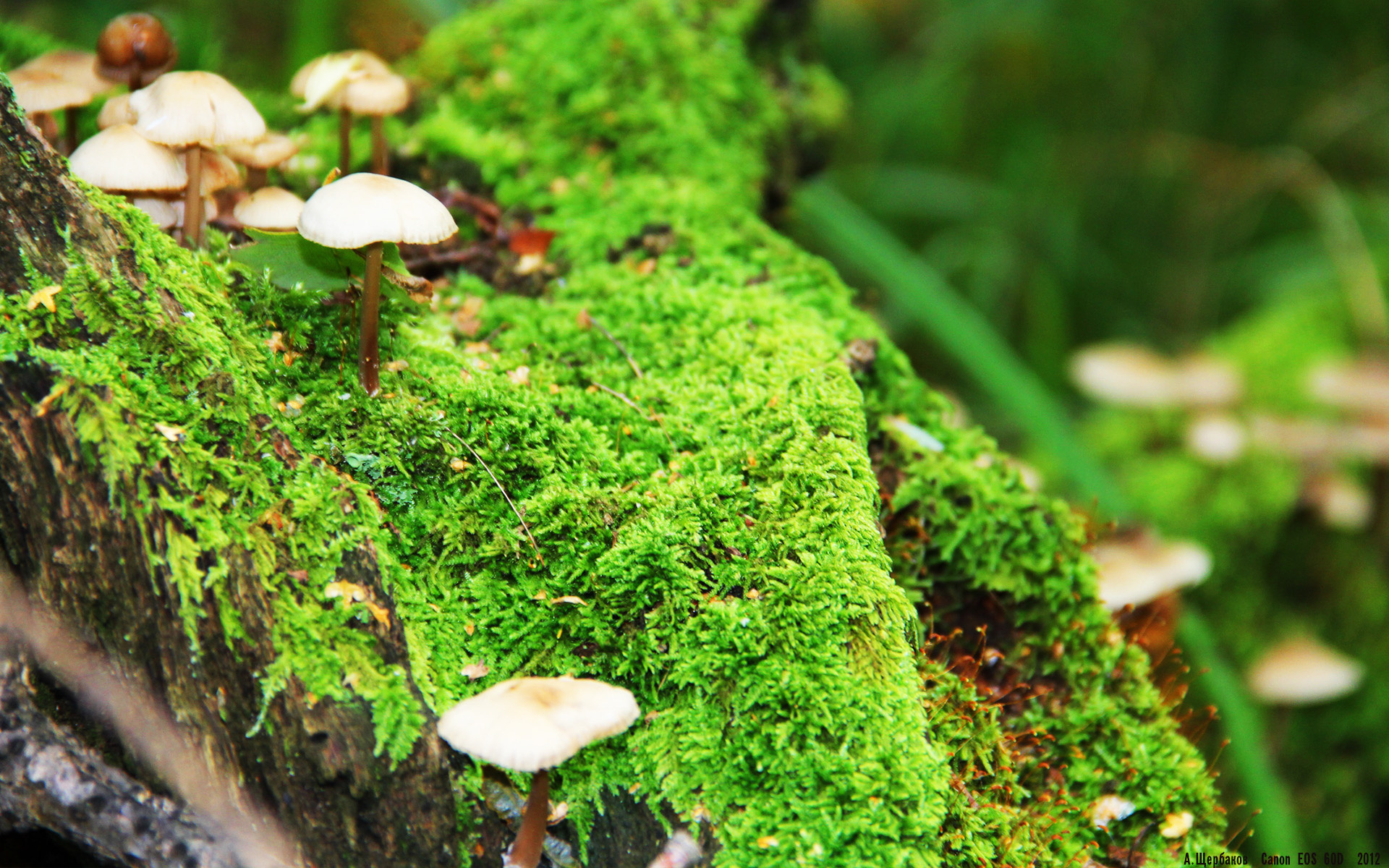 开云体育-教科书与逆袭，当莱万的个人秀遇见塞维利亚的北欧风暴