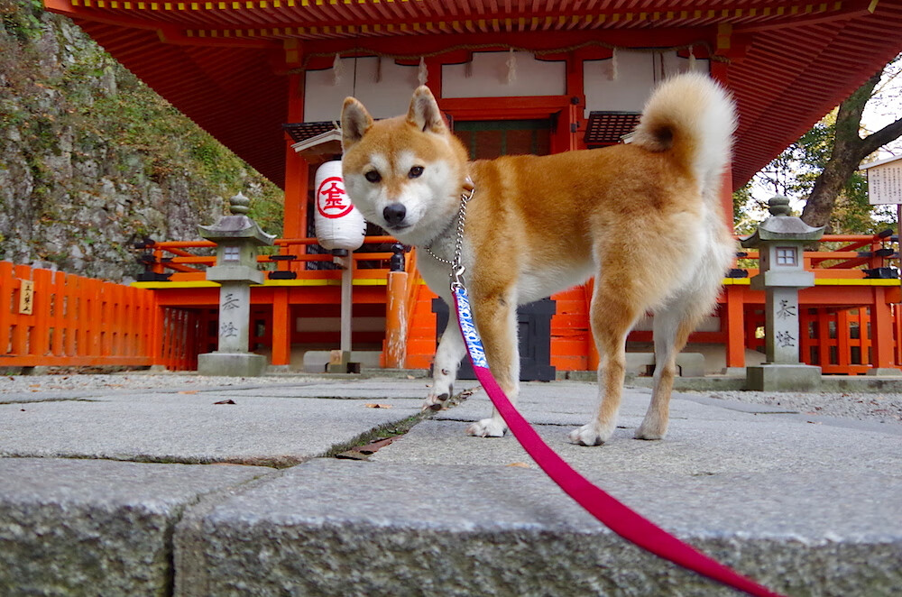 莱奥犹如涡轮增压,一柄锋利矛头,刺穿爱尔兰的绿色防线