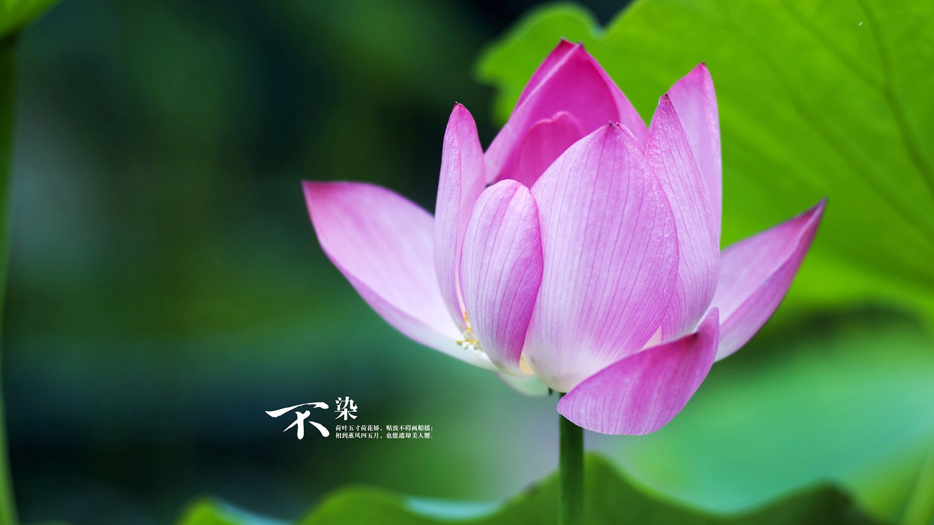 欧冠淘汰赛之夜,利拉德在另一片赛场写下教科书级的临危艺术