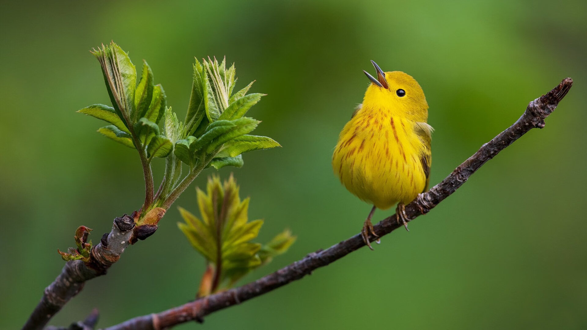 开云体育官网-43年奇谋铁桶阵擒虎！奇才抢七焦点战用防守爆冷锁死辽宁
