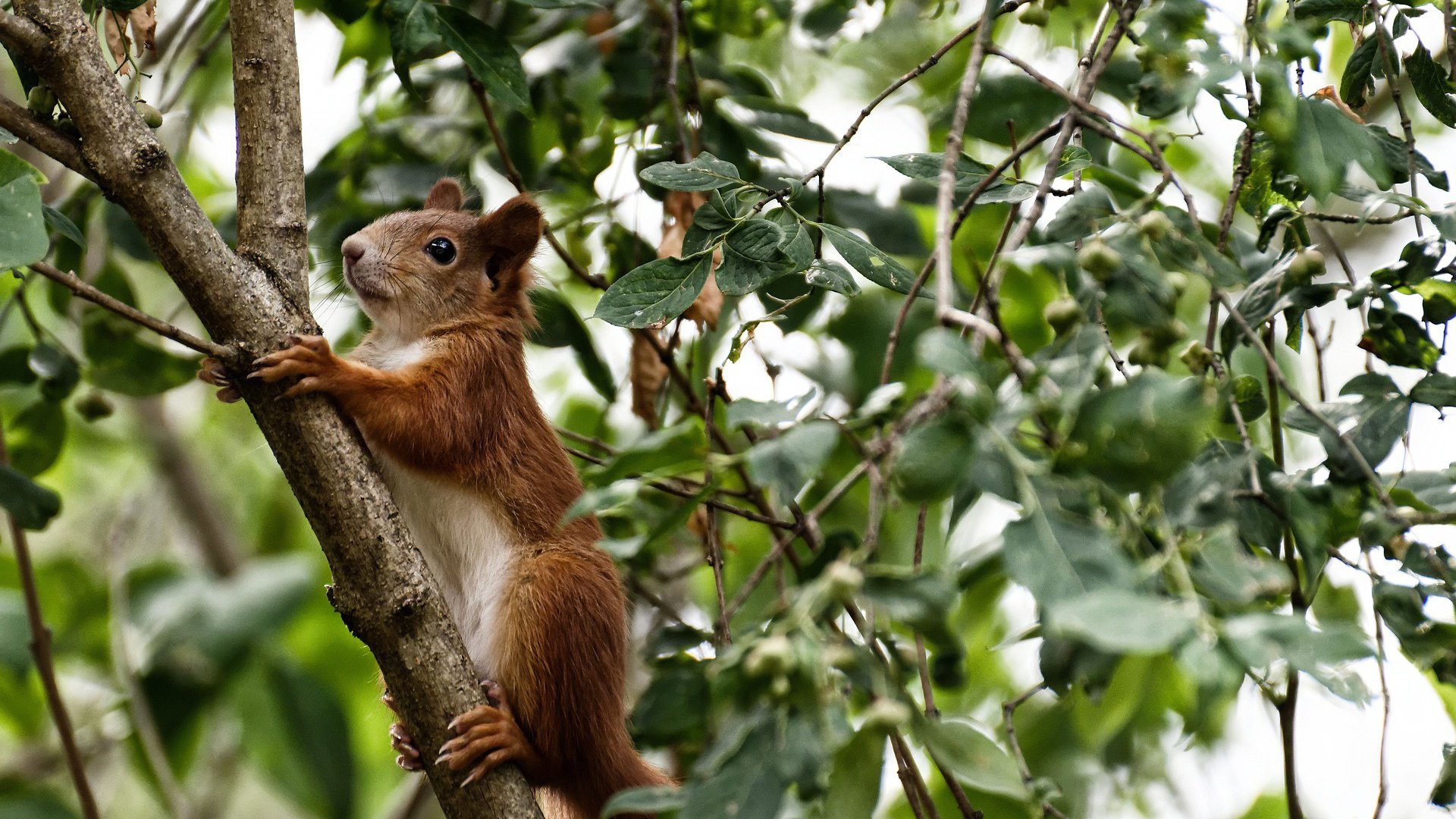 开云体育登录-菱形中场与四维屏障，当罗德里戈的防守艺术穿越平行宇宙