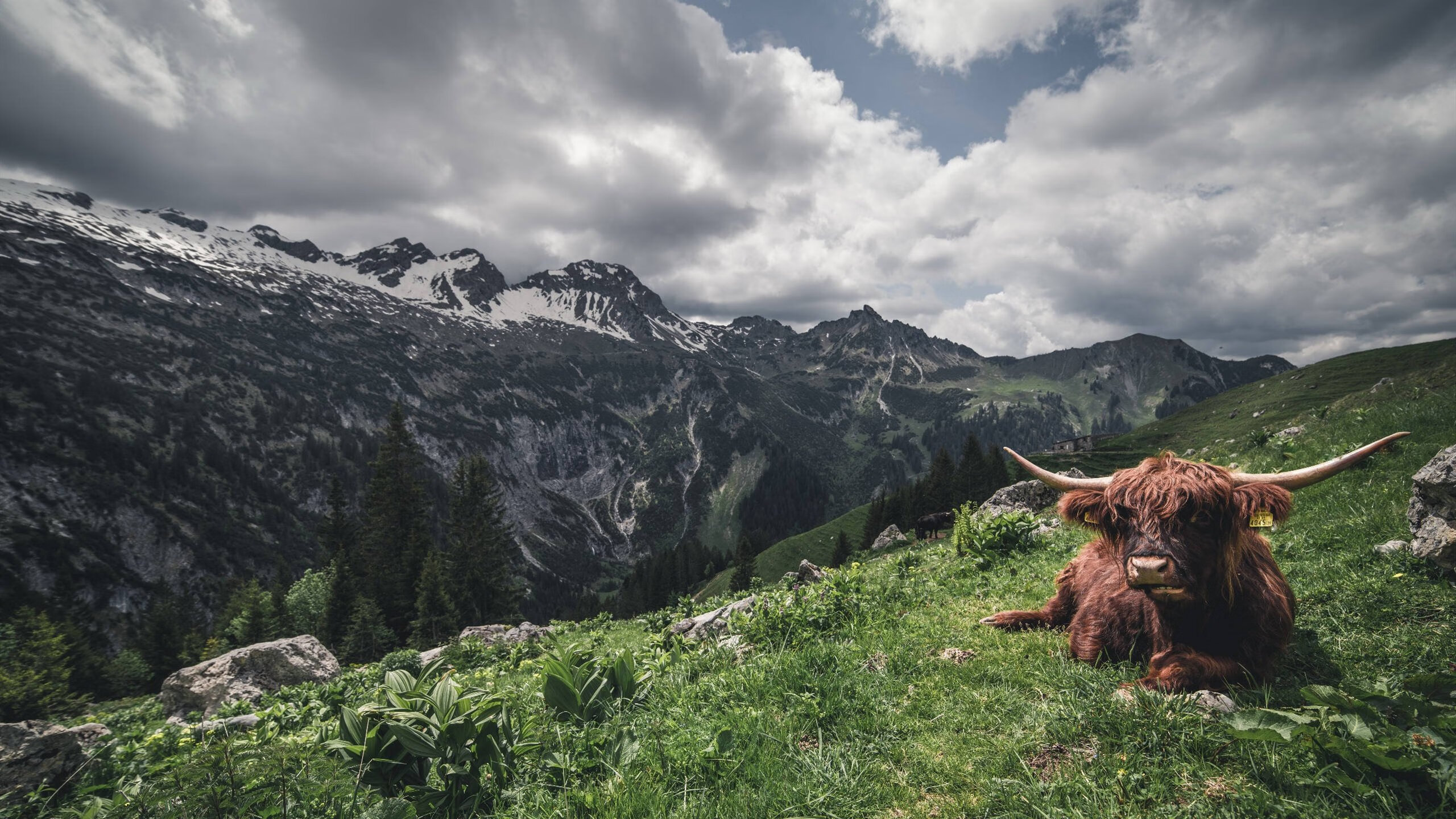 开云体育app-影子撕碎光芒，国家德比之夜，克瓦拉茨赫利亚在无声处听惊雷