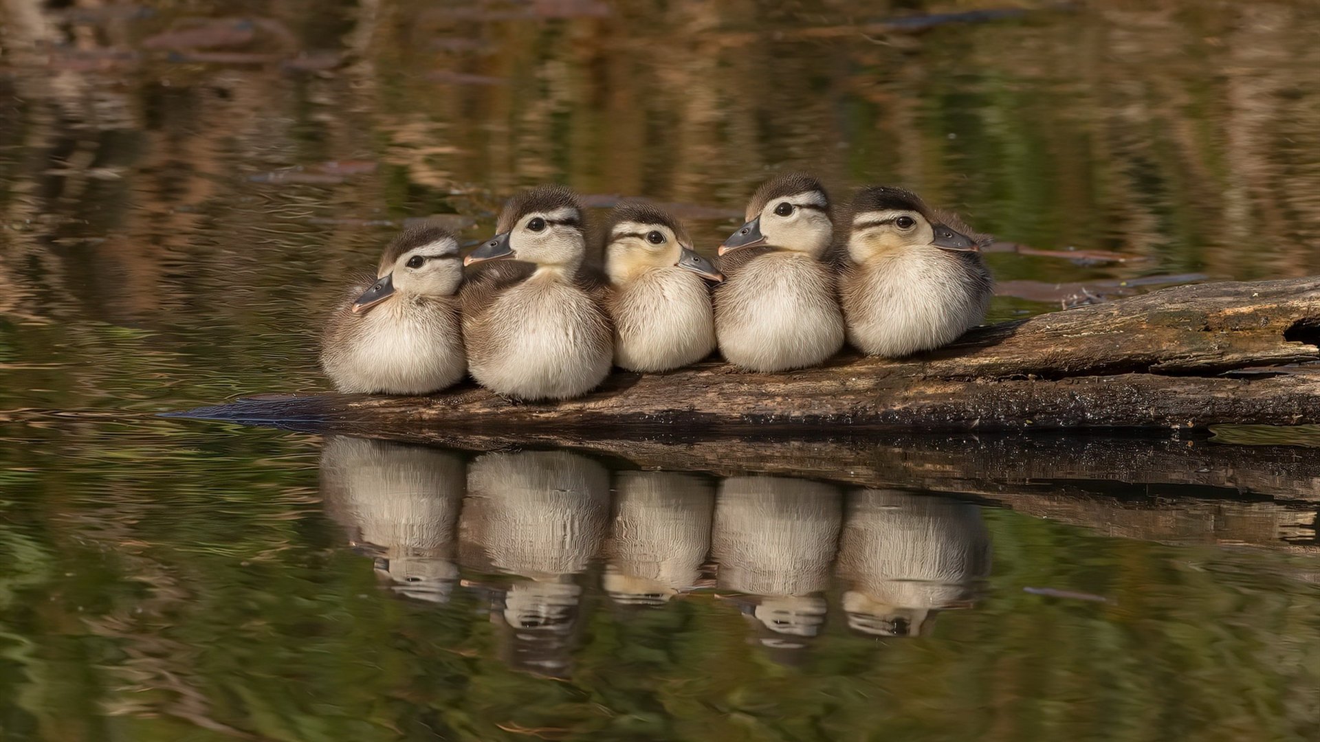接管奥运关键战！拉什福德单骑救主，加拿大轻取安哥拉